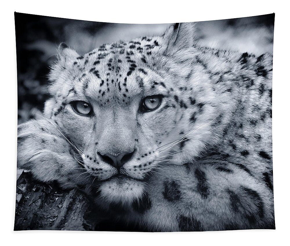 Snow Leopard Tapestry featuring the photograph Large Snow Leopard Portrait by Chris Boulton