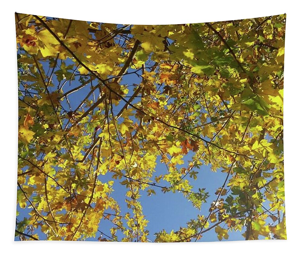 Inspiration Tapestry featuring the photograph Leaves And Light by Rowena Tutty