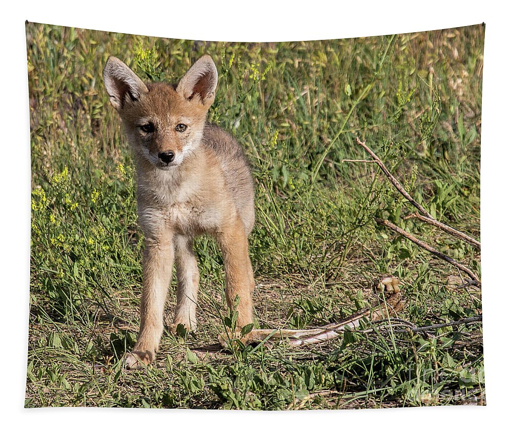Coyote Pup Tapestry featuring the photograph Leftovers by Jim Garrison