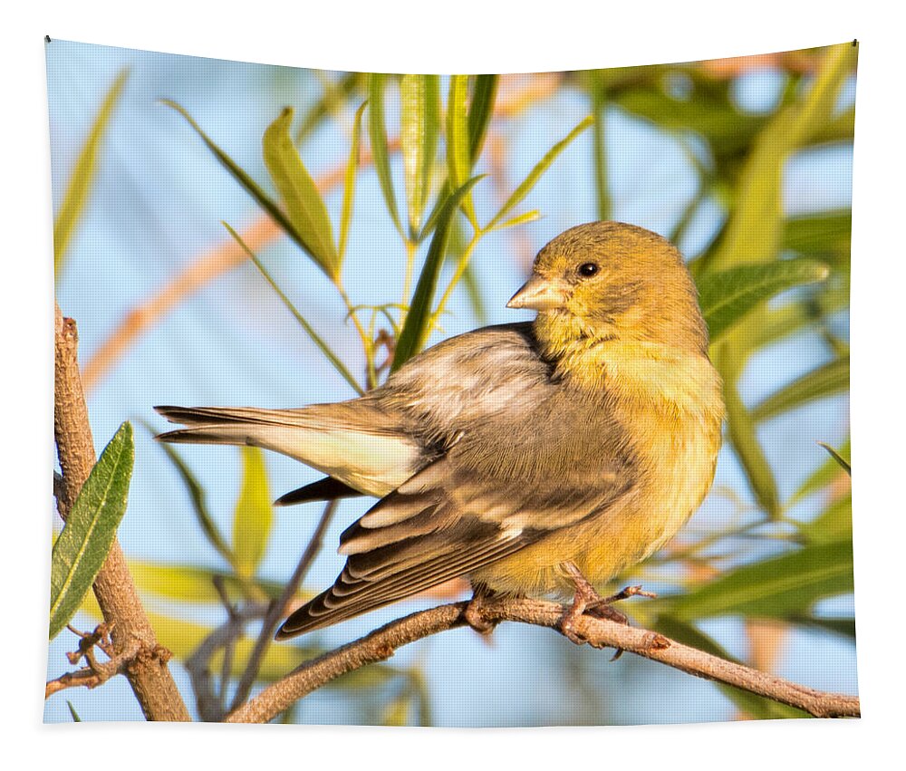 Bird Tapestry featuring the photograph Lesser Goldfinch by Dan McManus