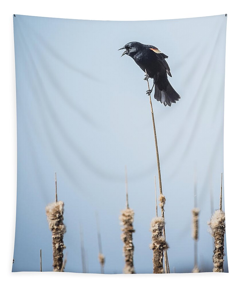 Red Winged Blackbird Tapestry featuring the photograph Let Me Tell You by Joann Long