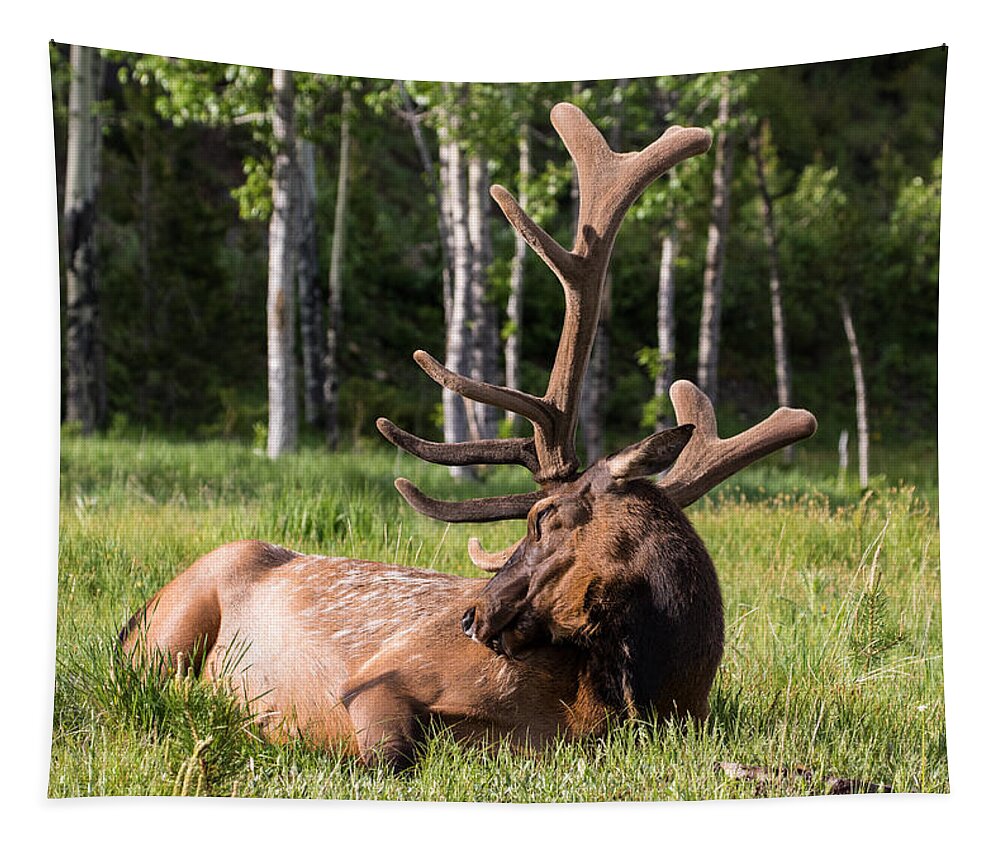 Elk Tapestry featuring the photograph Let Sleeping Elk Lie by Mindy Musick King