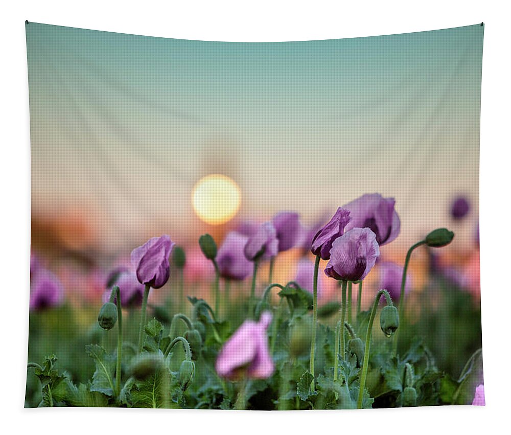 Poppy Tapestry featuring the photograph Lilac Poppy Flowers by Nailia Schwarz