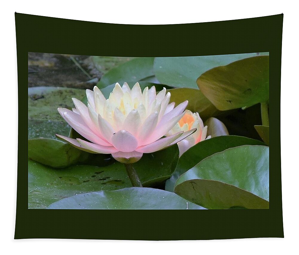 Water Lily Tapestry featuring the photograph Lilies All Aglow by Mary Ann Artz