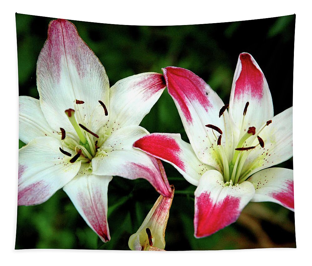 Usa Tapestry featuring the photograph Lily Pink Reflections by LeeAnn McLaneGoetz McLaneGoetzStudioLLCcom