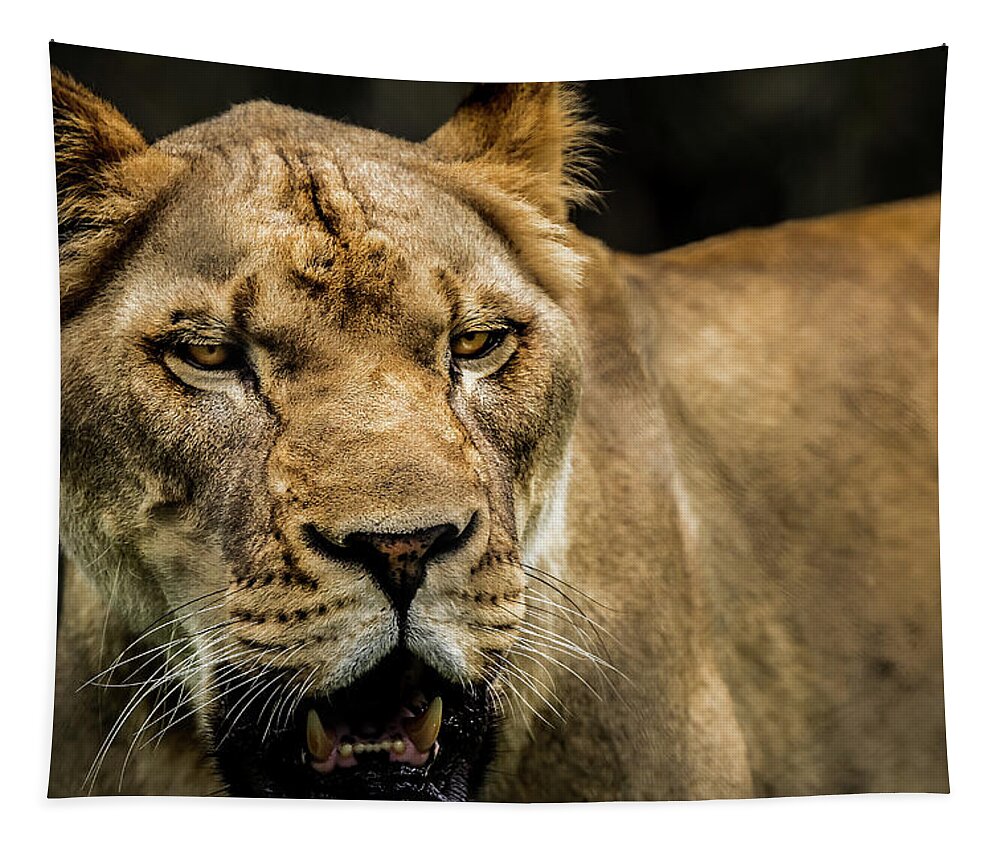 Panthera Tapestry featuring the photograph Lioness by Ron Pate