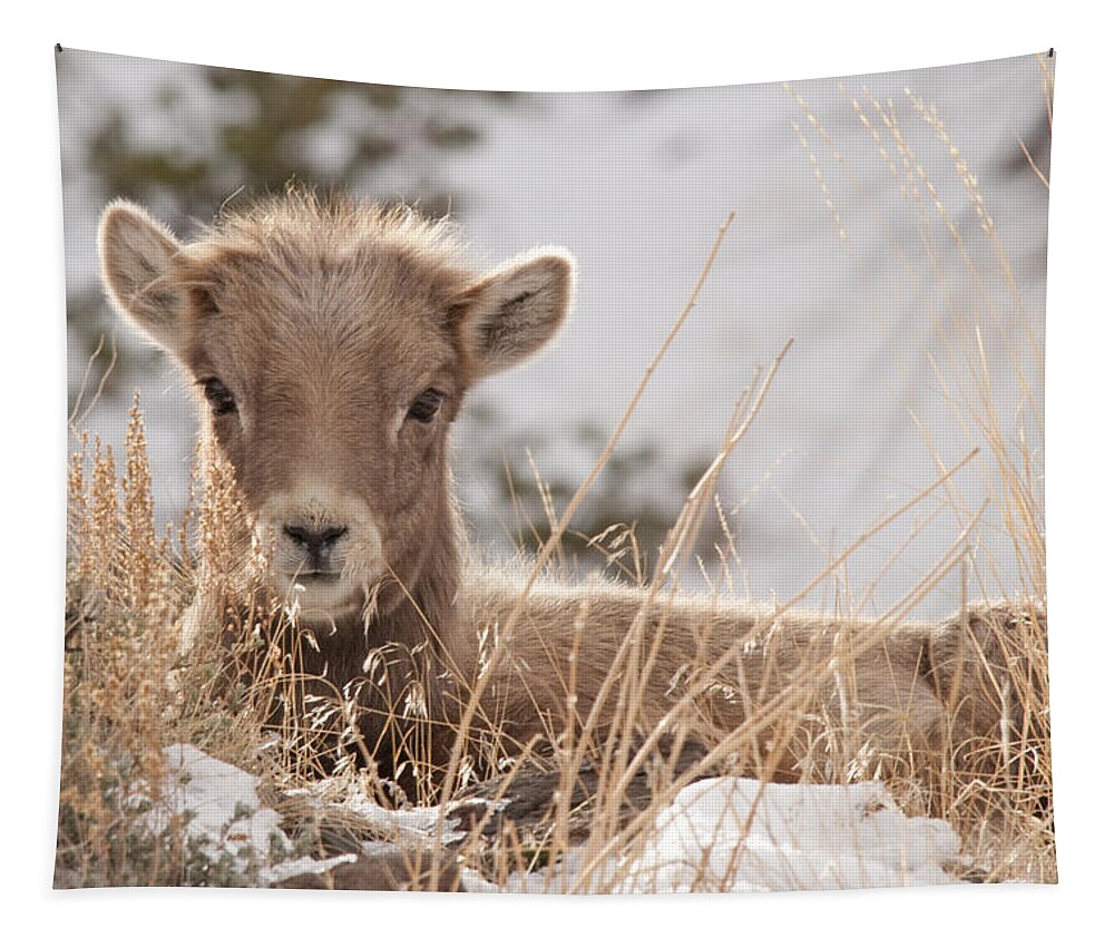 Bighorn Sheep Tapestry featuring the photograph Little Bighorn by Gary Beeler