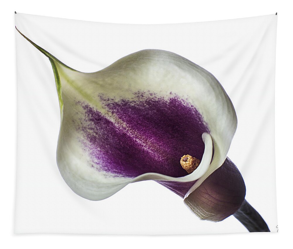 Flower Tapestry featuring the photograph Little Colored Calla Lily by Endre Balogh