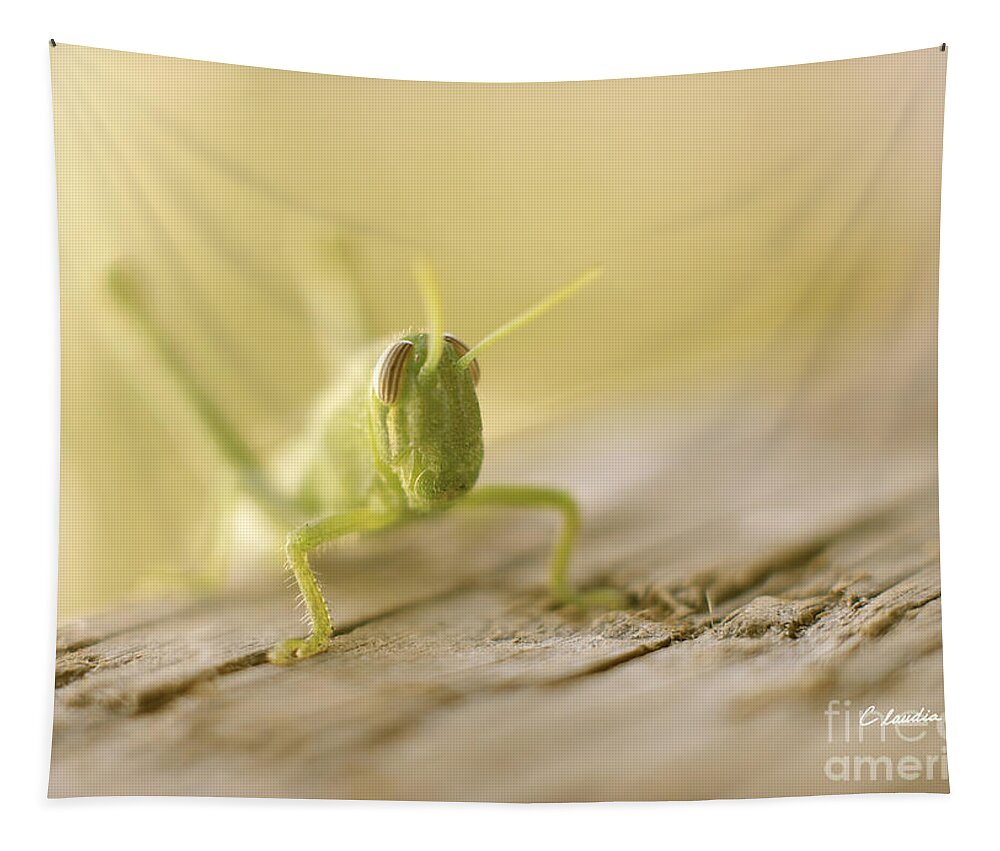 Lucky Grasshopper Tapestry featuring the photograph Little Grasshopper by Claudia Ellis
