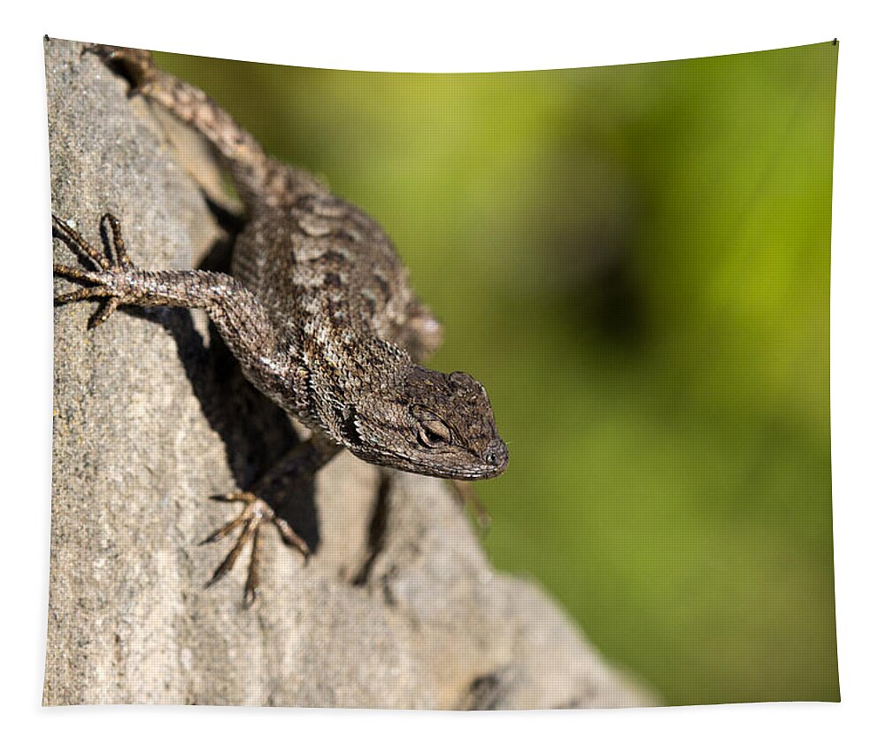 Lizard Tapestry featuring the photograph Lizard on Rock by Shawn Jeffries