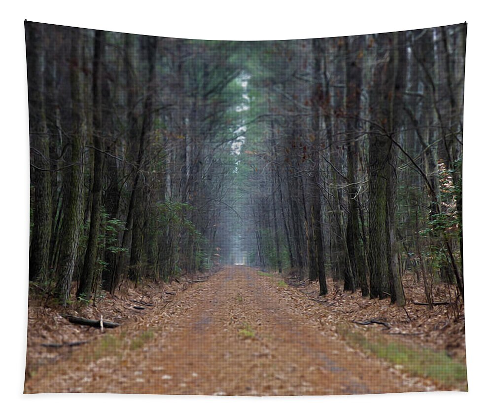 Forest Tapestry featuring the photograph Loblolly Lane by Bob Geary