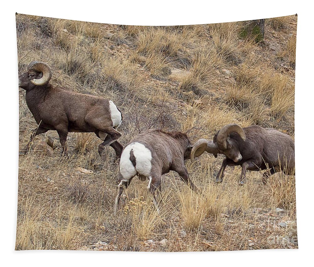 Bighorn Sheep Tapestry featuring the photograph Loco Motion by Jim Garrison