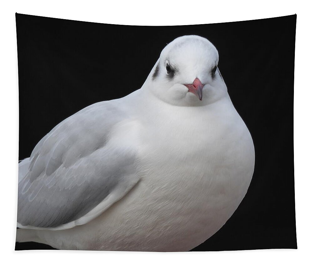 Gull Tapestry featuring the photograph Mediterranean Gull by Margaret Brooks