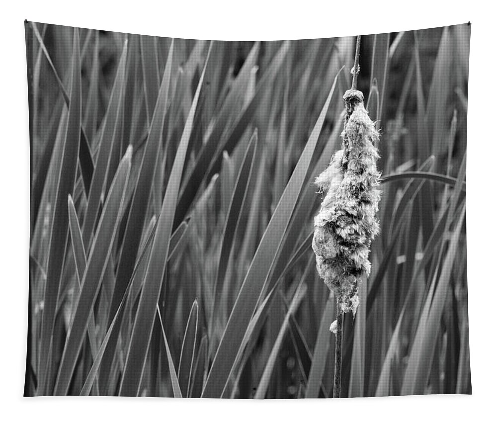 Nature Tapestry featuring the photograph Lone Cattail by Lisa Blake