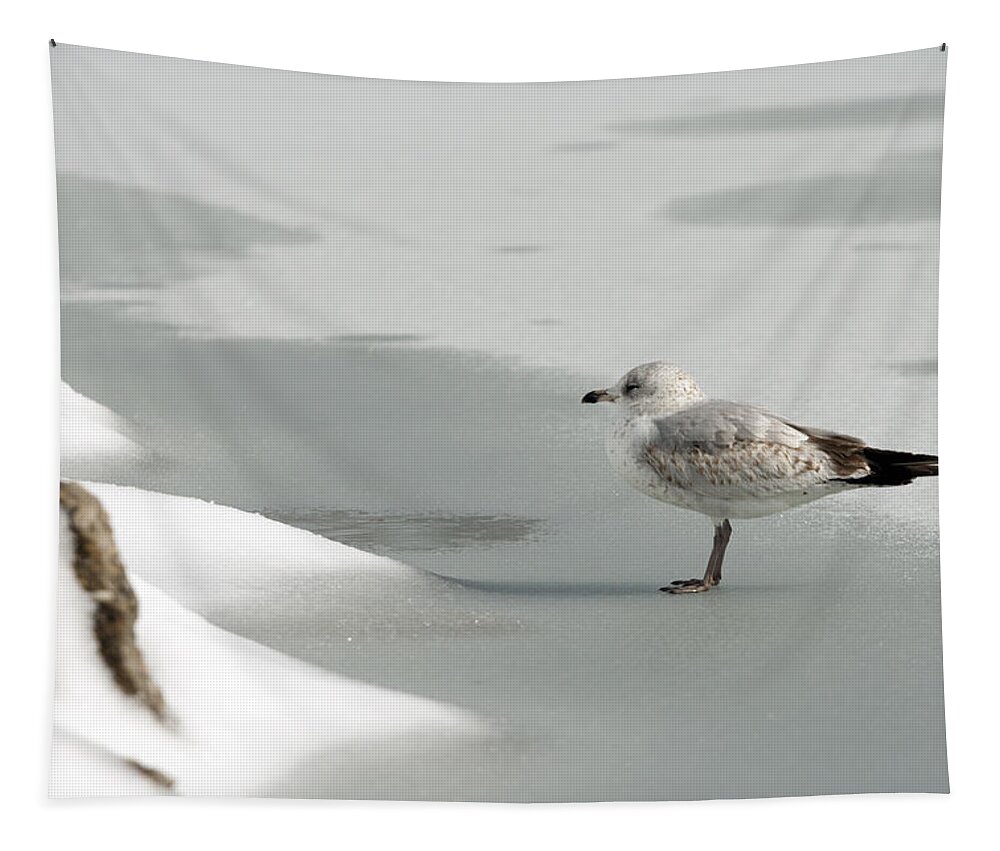 Atop Tapestry featuring the photograph Lone Seagull by Travis Rogers