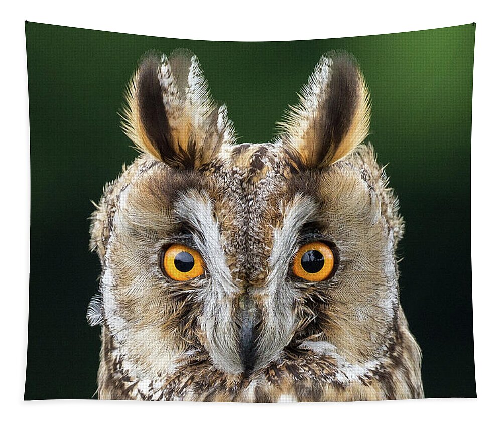 Long Eared Owl Tapestry featuring the photograph Long Eared Owl 1 by Nigel R Bell