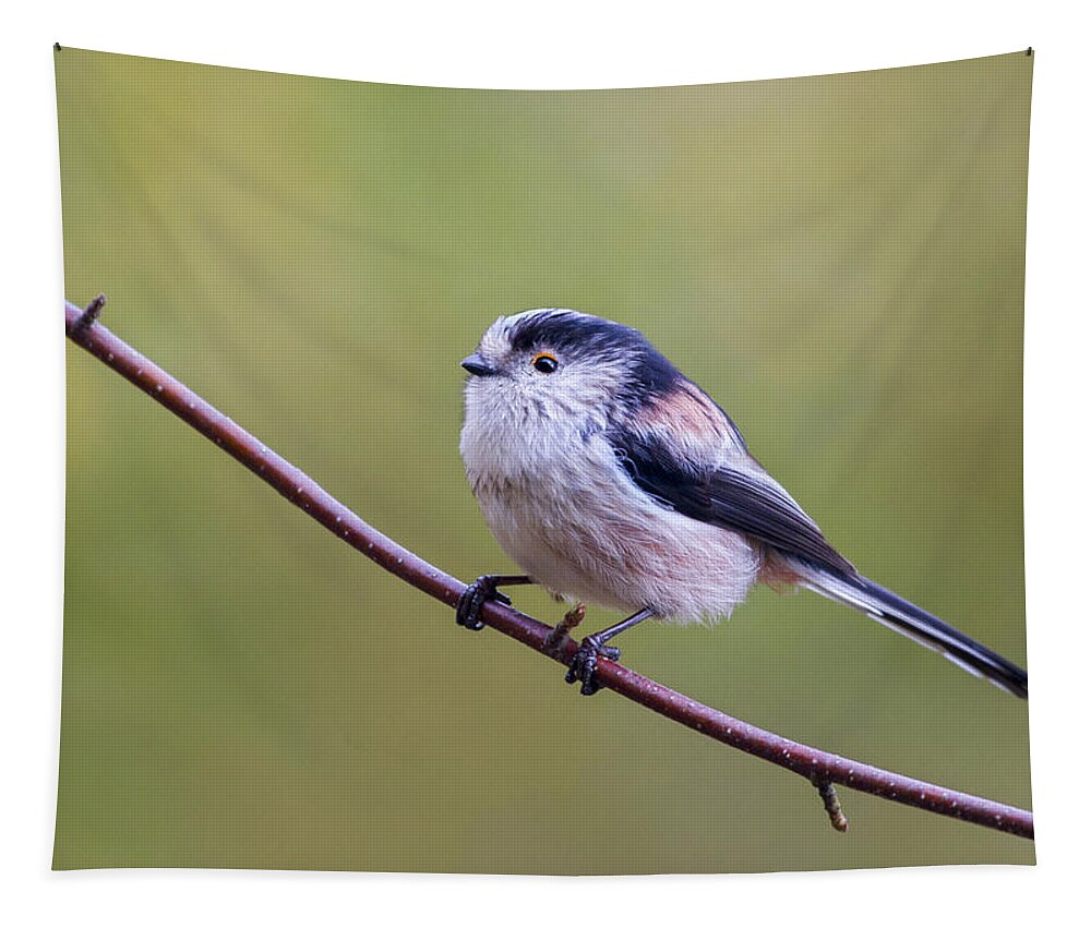 Long Tailed Tit Tapestry featuring the photograph Long Tailed Tit  Aegithalos caudatus by Chris Smith