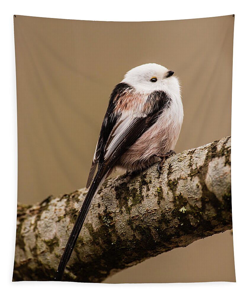 Long-tailed Tit Tapestry featuring the photograph Long-tailed tit on the oak branch by Torbjorn Swenelius