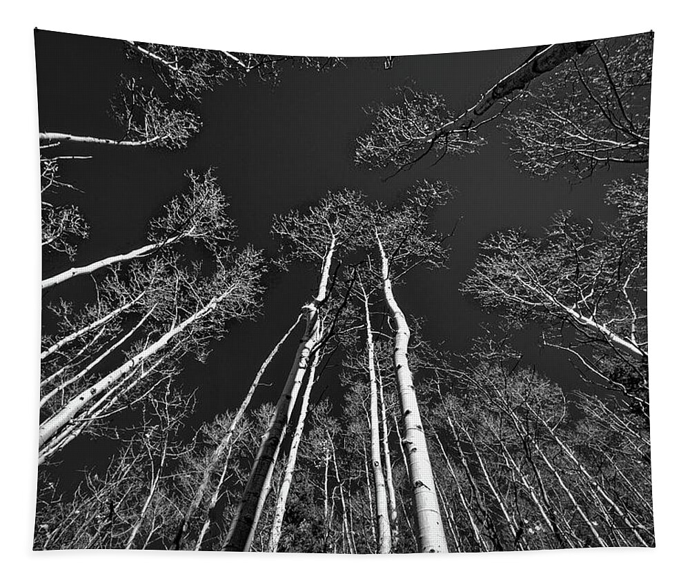 Forest Tapestry featuring the photograph Looking Up at the Aspens by Stuart Litoff
