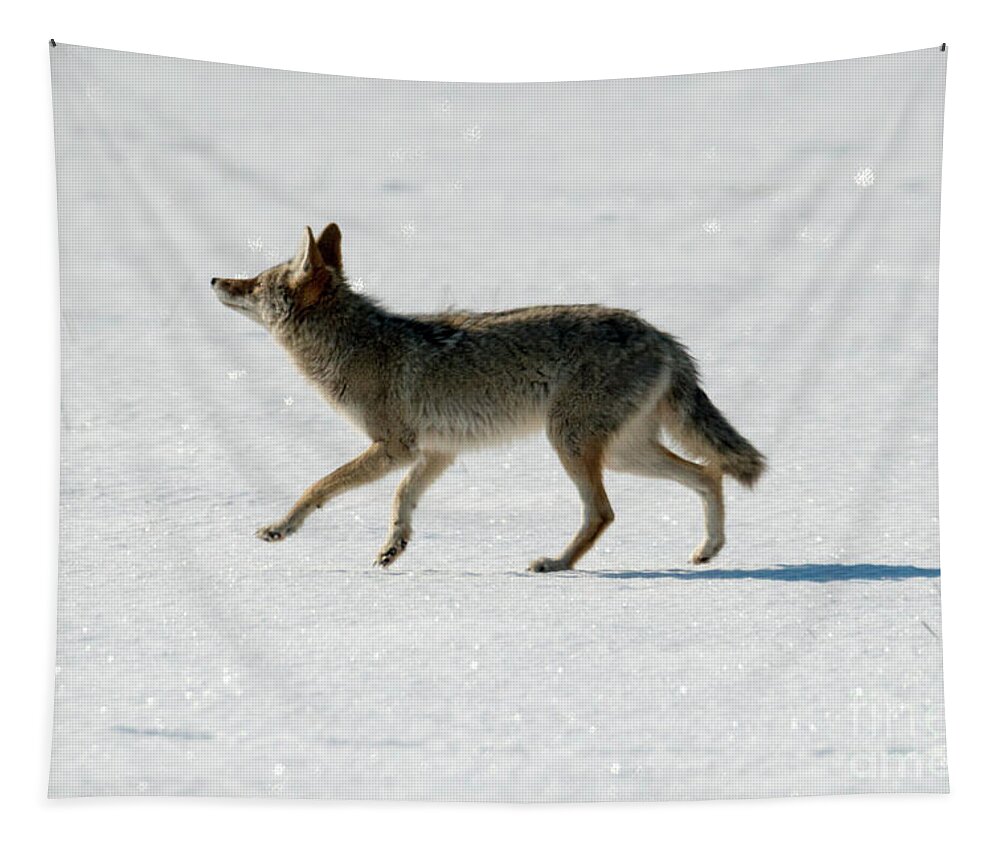 Coyote Tapestry featuring the photograph Looking up by Michael Dawson