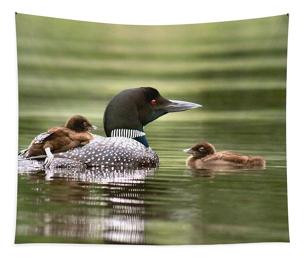 Common Loon Tapestry featuring the photograph Loon Family in Sunlight by Sandra Huston