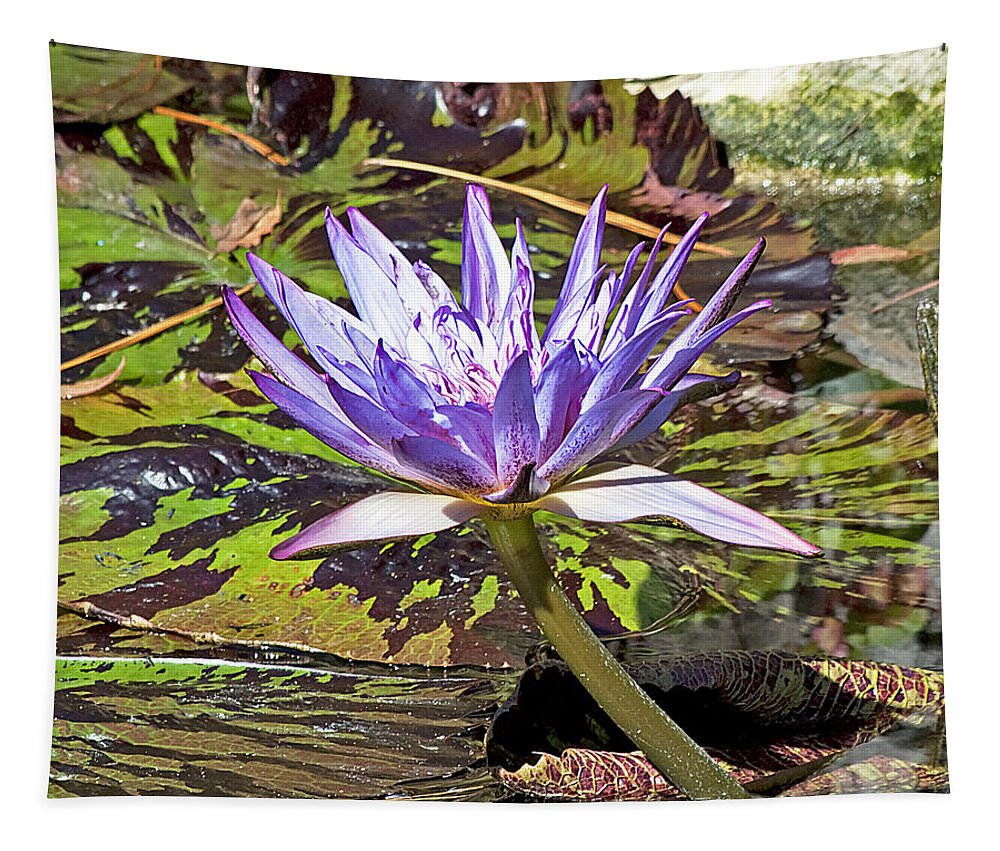  Tapestry featuring the photograph Lotus 2 by Kenneth Albin