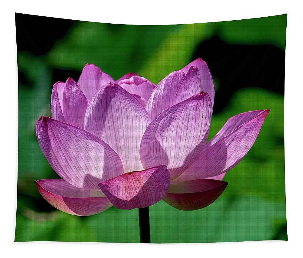 Lotus Tapestry featuring the photograph Lotus Beauty--Buxom Beauty ii DL0090 by Gerry Gantt