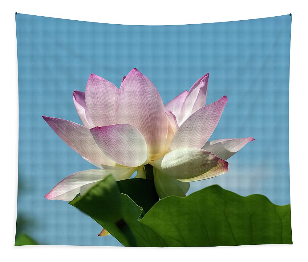 Lotus Tapestry featuring the photograph Lotus--Blue Sky i DL0104 by Gerry Gantt