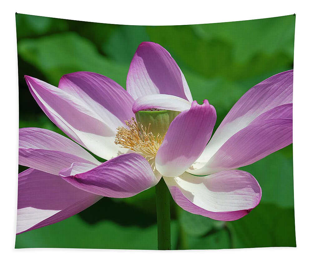 Lotus Tapestry featuring the photograph Lotus--Center of Being--Protective Covering i DL0087 by Gerry Gantt