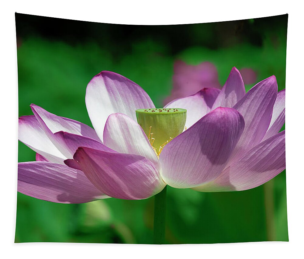 Lotus Tapestry featuring the photograph Lotus--Center of Being vi DL0086 by Gerry Gantt