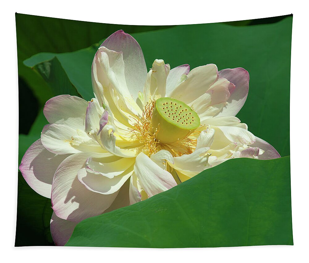Lotus Tapestry featuring the photograph Lotus--Doubled-Up iii DL0103 by Gerry Gantt