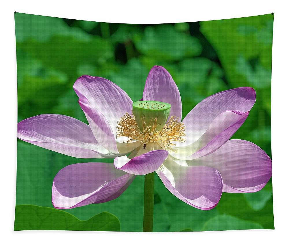 Lotus Tapestry featuring the photograph Lotus--Fading iii DL0081 by Gerry Gantt