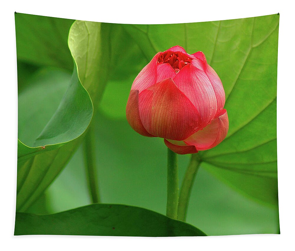 Lotus Tapestry featuring the photograph Lotus Flower 2 by Harry Spitz