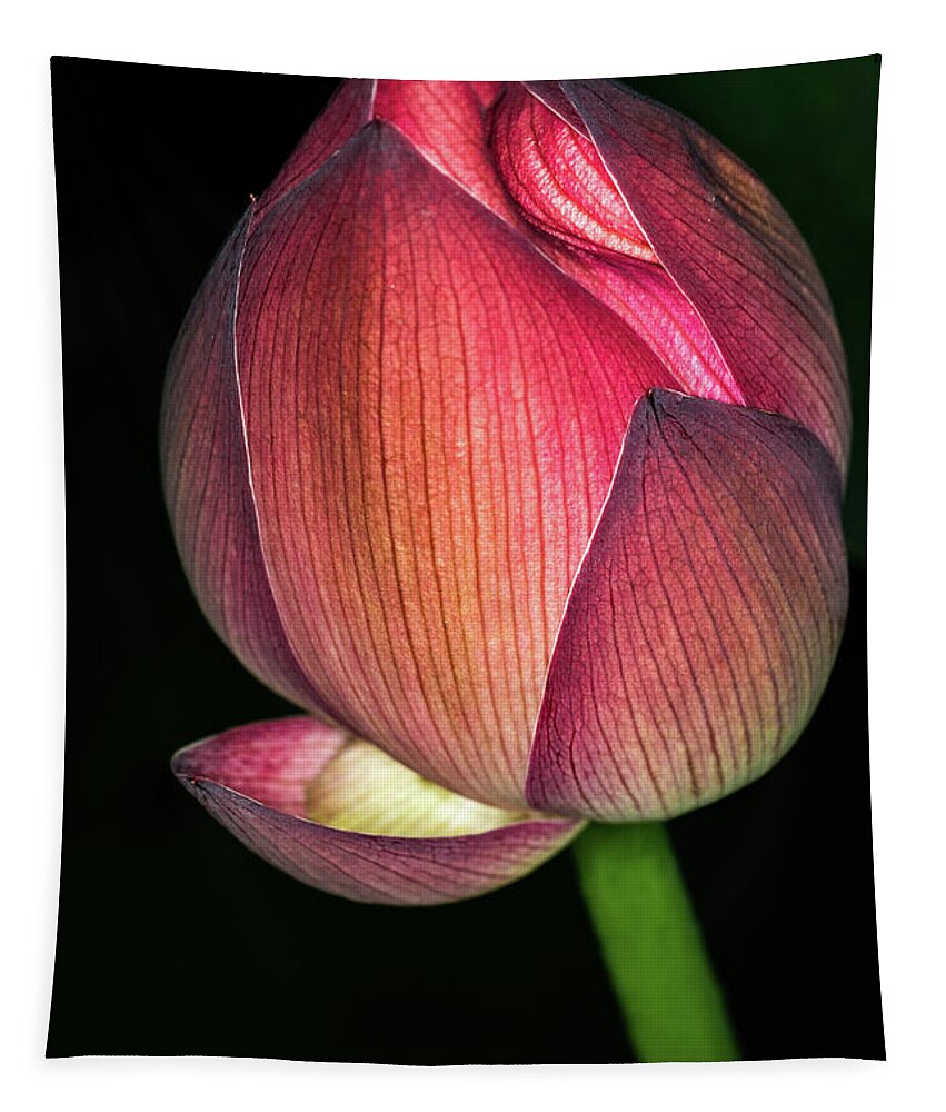 Jay Stockhaus Tapestry featuring the photograph Lotus by Jay Stockhaus