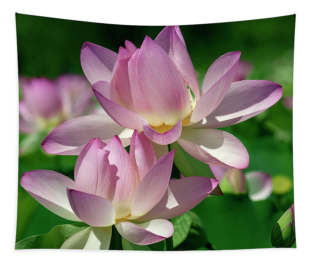 Lotus Tapestry featuring the photograph Lotus--Sisters i DL0082 by Gerry Gantt