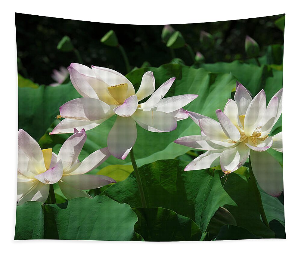 Lotus Tapestry featuring the photograph Lotus--Sisters iv DL0085 by Gerry Gantt
