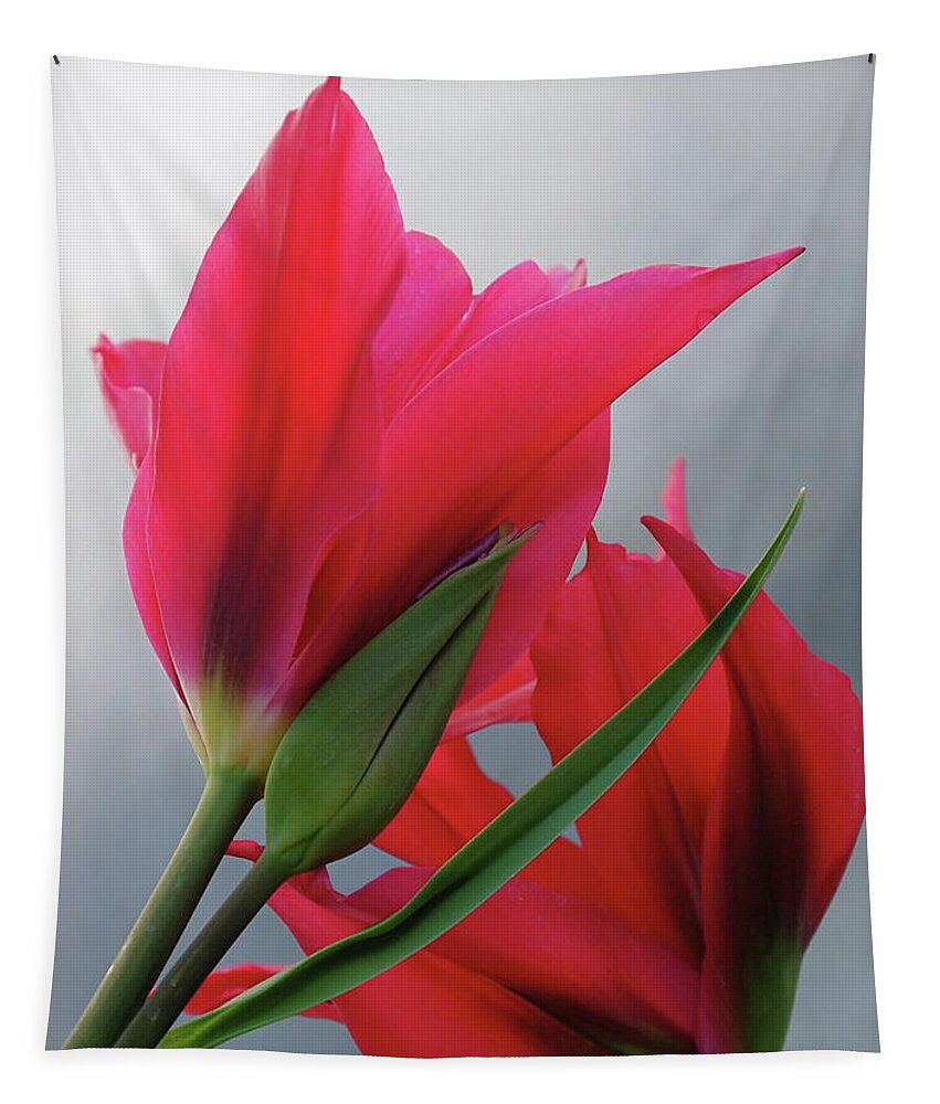 Tulips Tapestry featuring the photograph Love by Rona Black