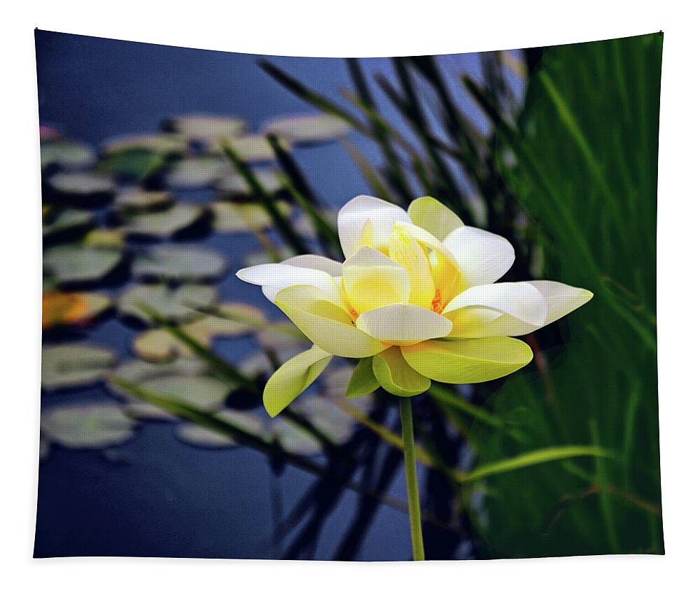 Lotus Tapestry featuring the photograph Lovely Lotus by Jessica Jenney
