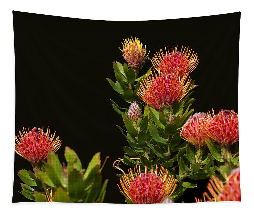 Lovely Protea Group Tapestry featuring the photograph Lovely Protea Group by Bonnie Follett