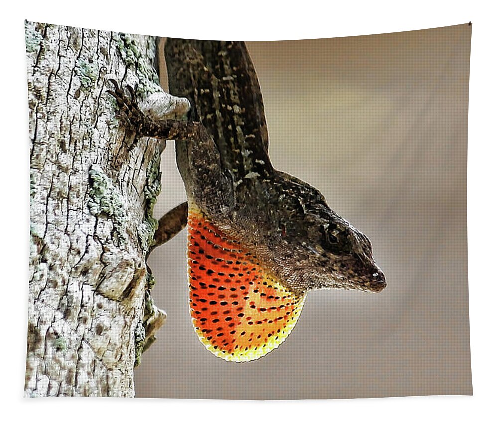 Brown Anole Tapestry featuring the photograph Lover Or Fighter by HH Photography of Florida