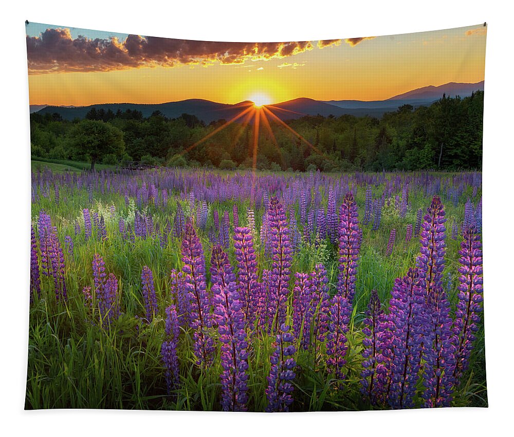 Square Tapestry featuring the photograph Lupine Lumination Square by Bill Wakeley