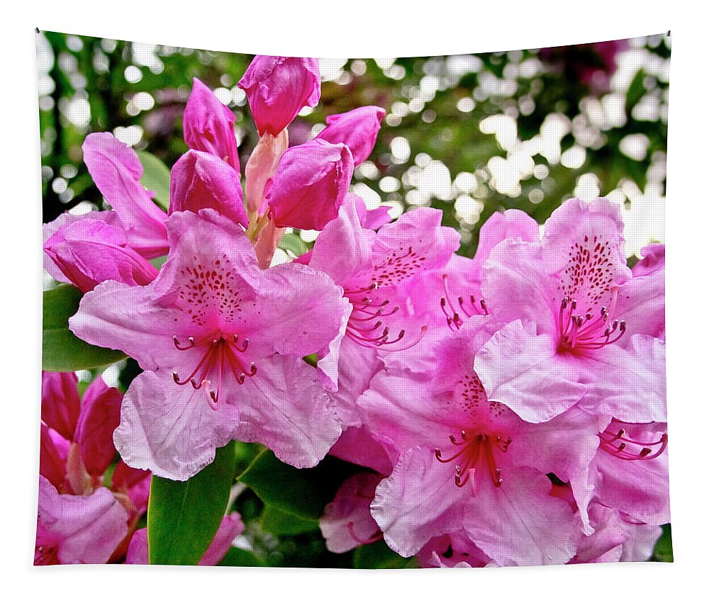Lush Tapestry featuring the photograph Lush spring of the pink rhododendrons. by Elena Perelman