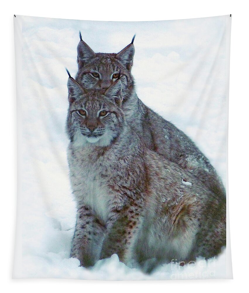 Lynx Tapestry featuring the photograph Lynx Twins by Phil Banks