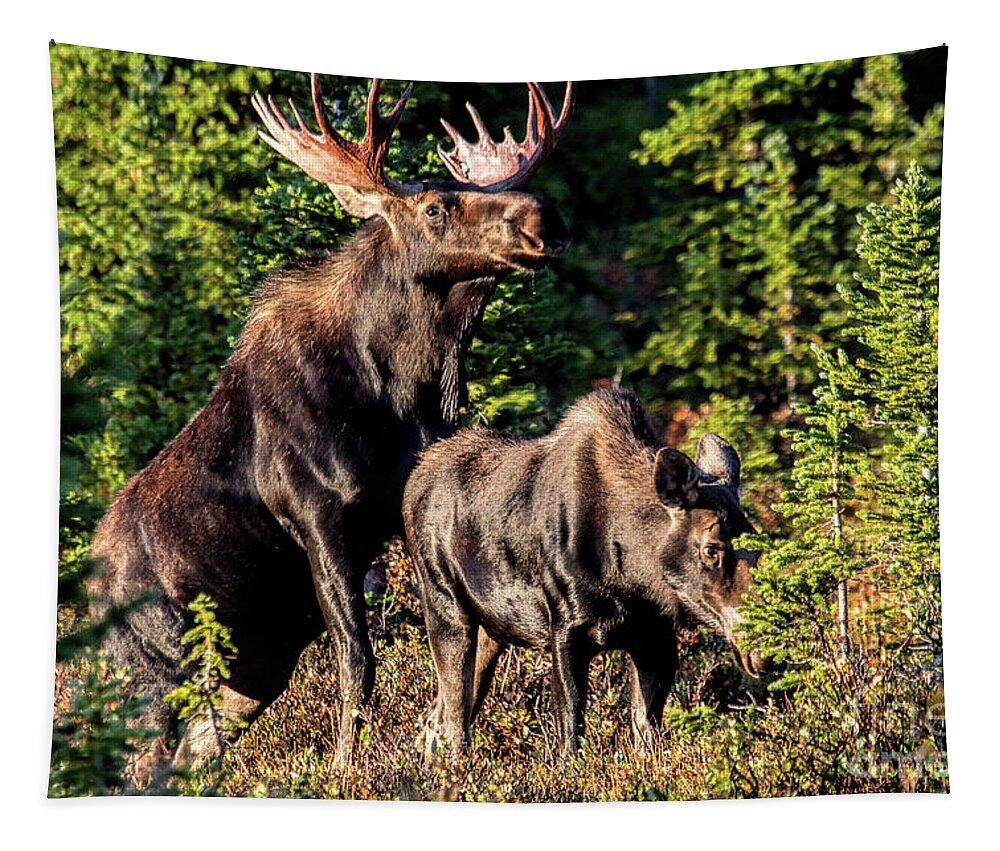 Moose. Moose Mating Tapestry featuring the photograph Macho Moose by Jim Garrison