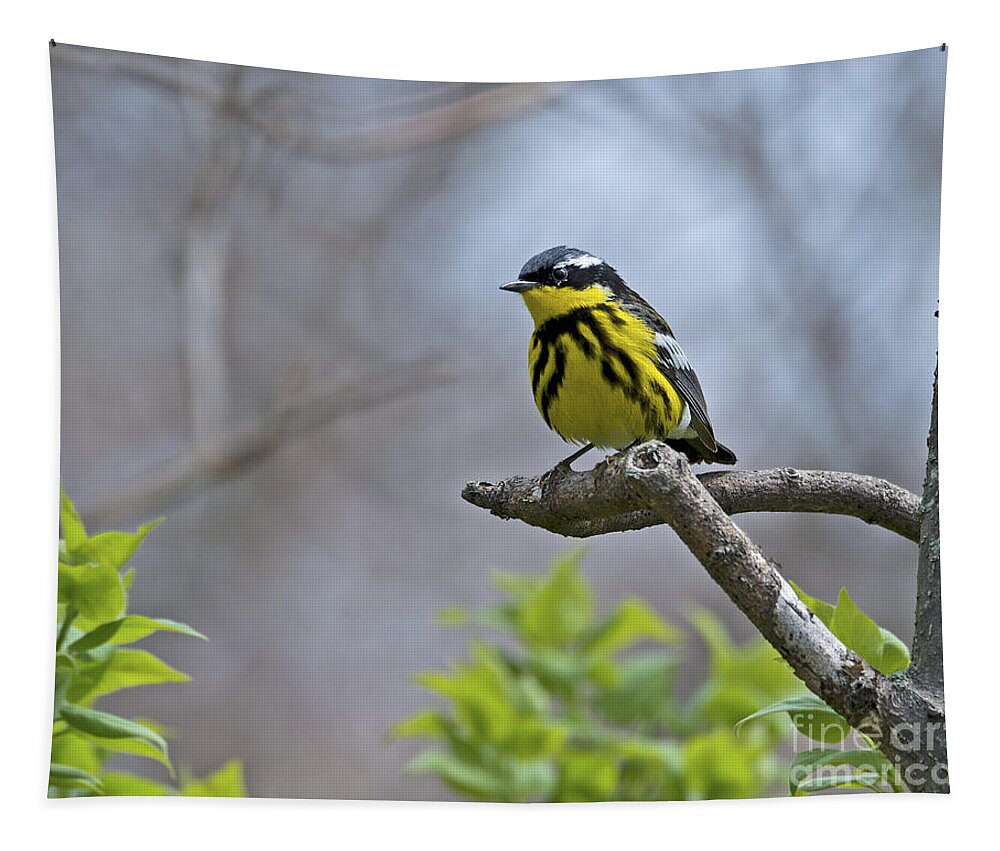 Magnolia Warbler Tapestry featuring the photograph Maggie... by Nina Stavlund