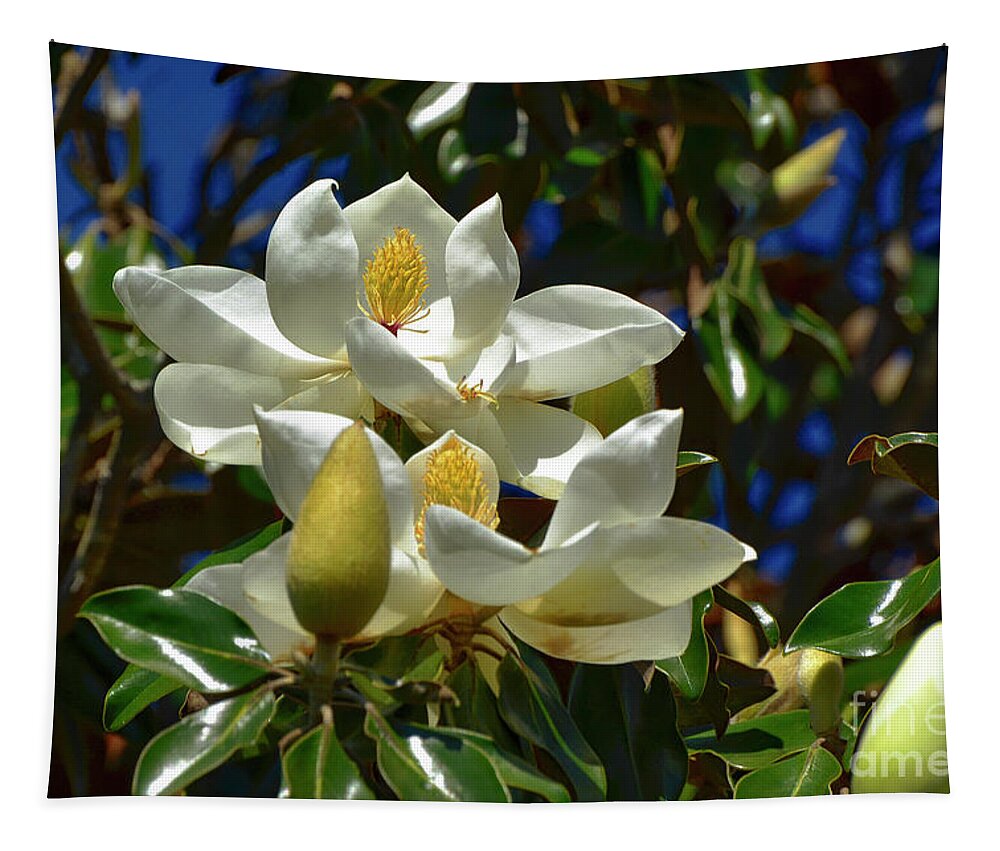 Magnolia Tapestry featuring the photograph Magnolia Blossoms by Kathy Baccari