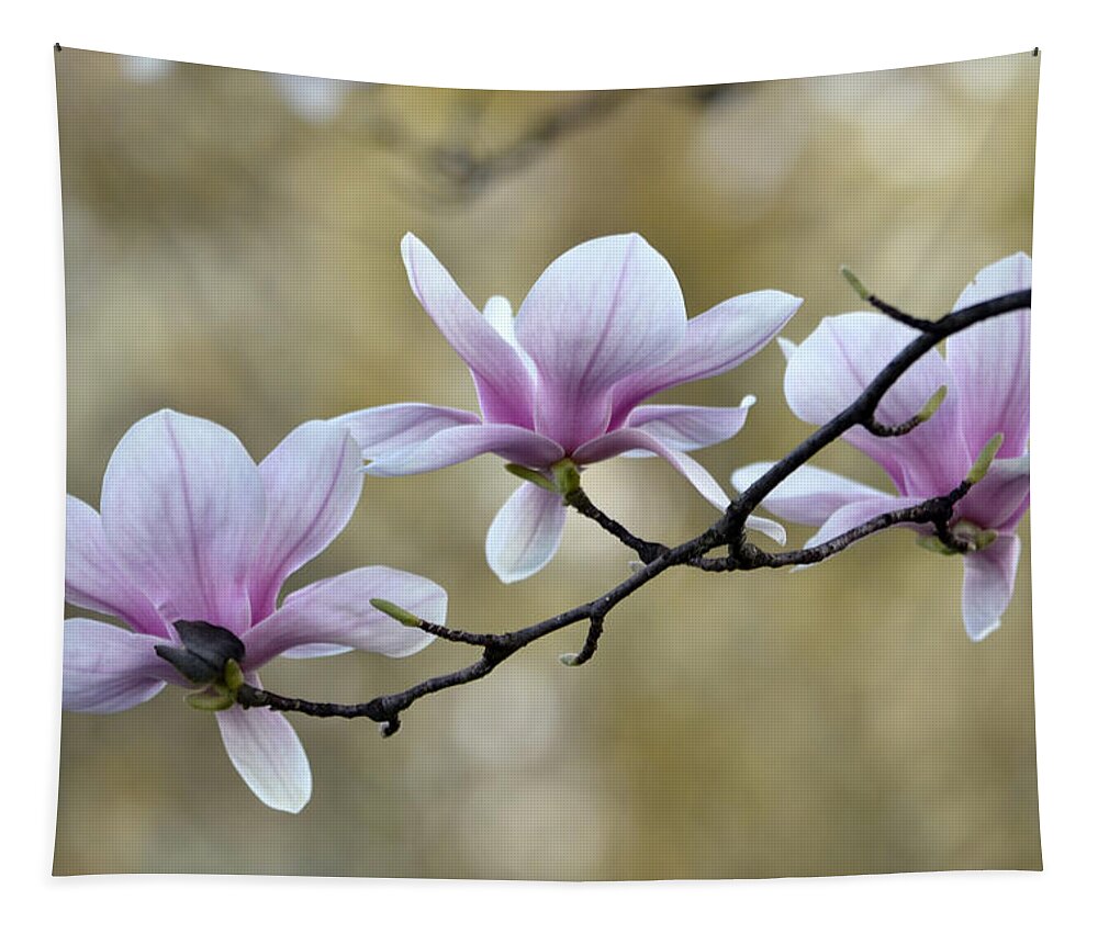 Magnolia Tapestry featuring the photograph Magnolia Trio by Ann Bridges
