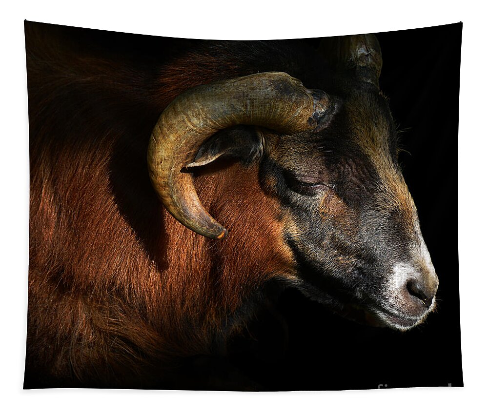 Cameroon Sheep Tapestry featuring the photograph Majestic Sheep by Paul Davenport