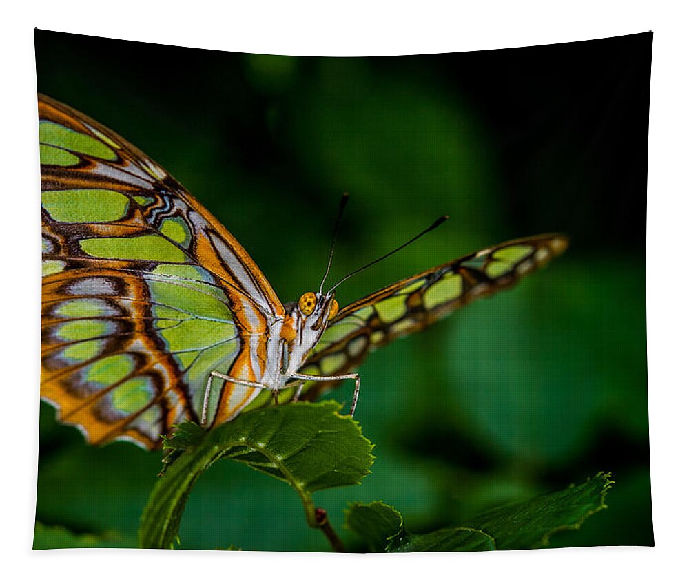 Animals Tapestry featuring the photograph Malachite Green by Rikk Flohr