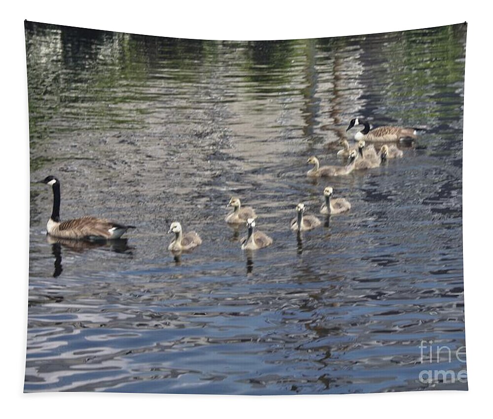 Male And Female Geese With Their Ducklings Tapestry featuring the photograph Male And Female Geese With Their Ducklings by John Telfer